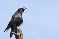 Corvus corone